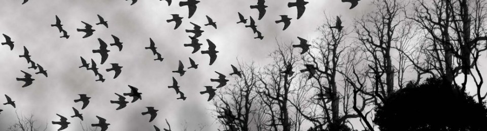 The Fantasy Crow trilogy